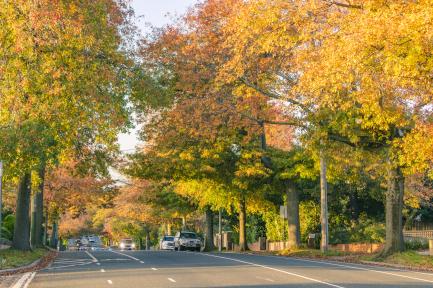 cars driving in residential neighborhood